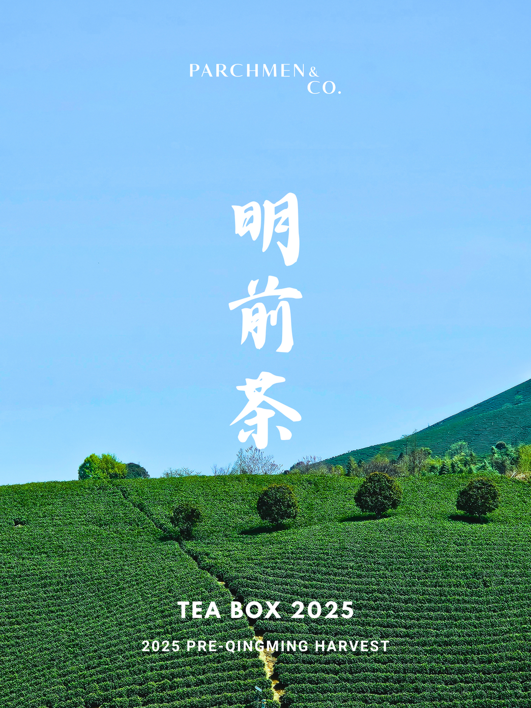 2025 First Flush Green Tea - Tea Box