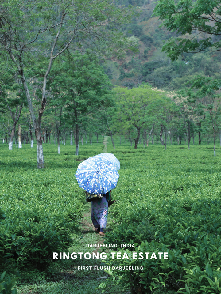 Ringtong Darjeeling First and Second Flush