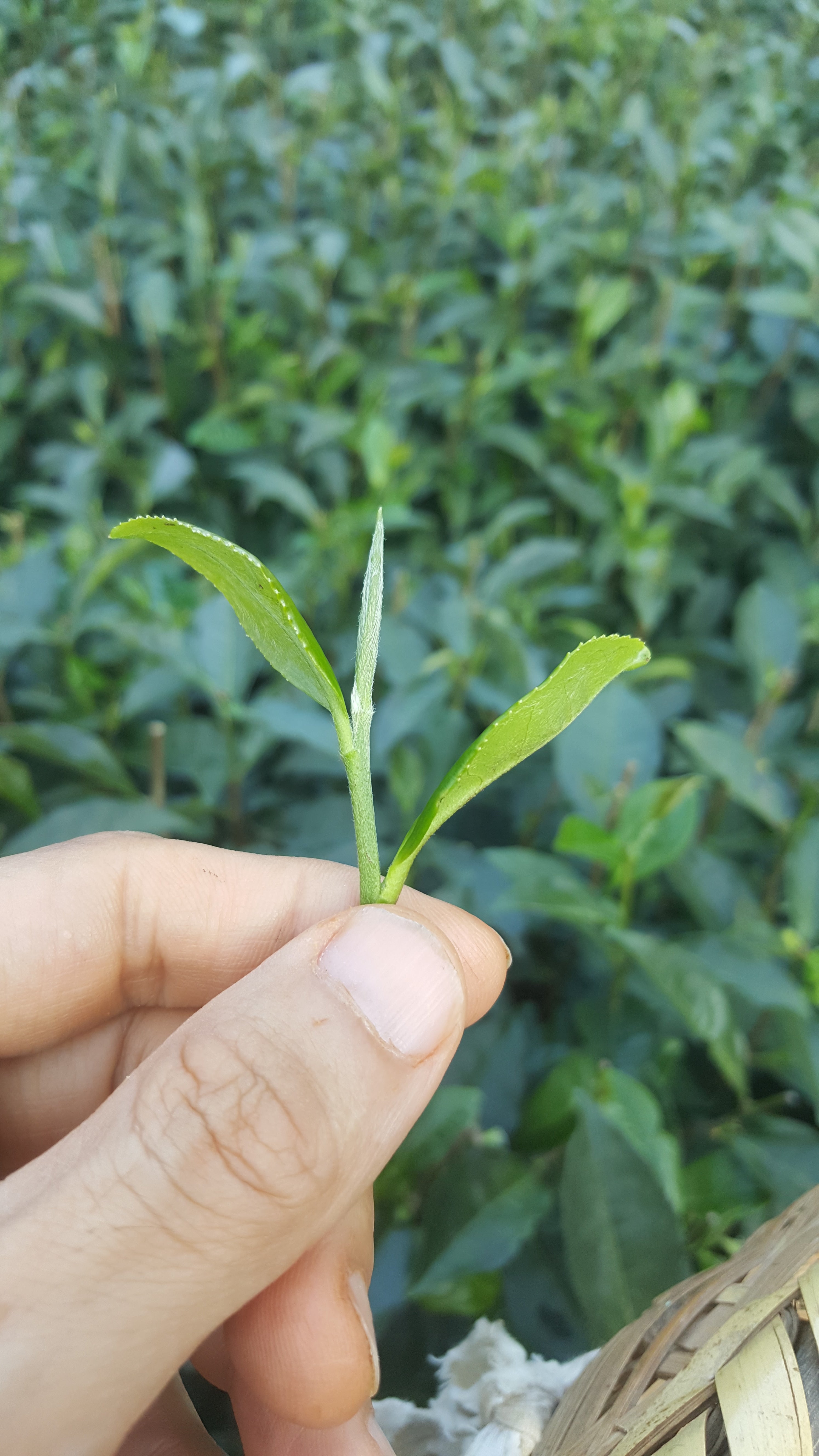 So Why Fancy a Green Tea? – Parchmen & Co