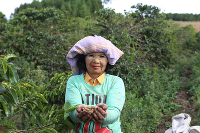 Visit to Seribudolok Coffee Farm (Land of Thousand Hills), North Sumatra, Indonesia