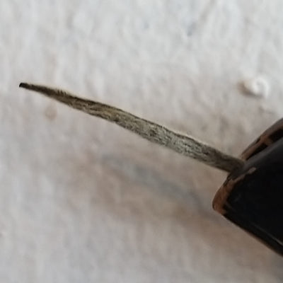 Silver Needles
