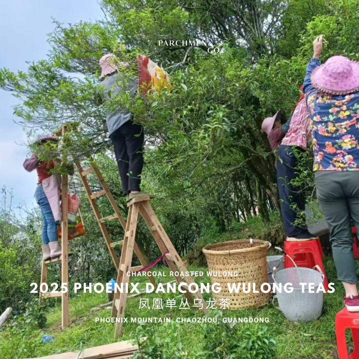 2025 Spring Pheonix Mountain Dancong Wulong Teas 凤凰单丛乌龙茶