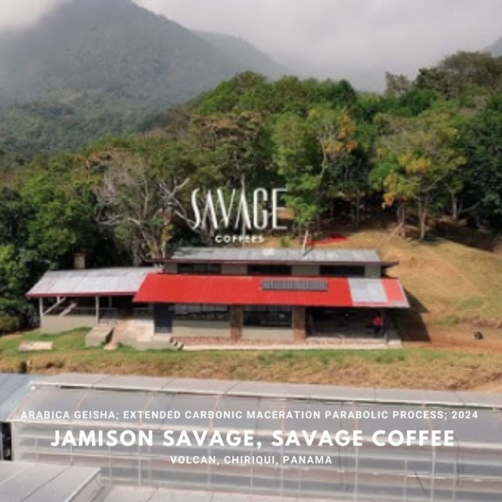 Panama Savage Coffee - Geisha, Extended Carbonic Maceration Parabolic Process
