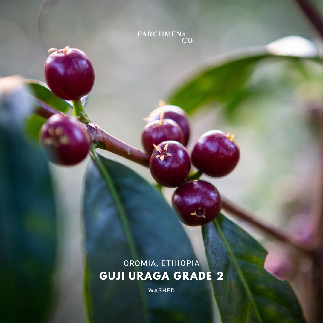 Ethiopia Guji Uraga