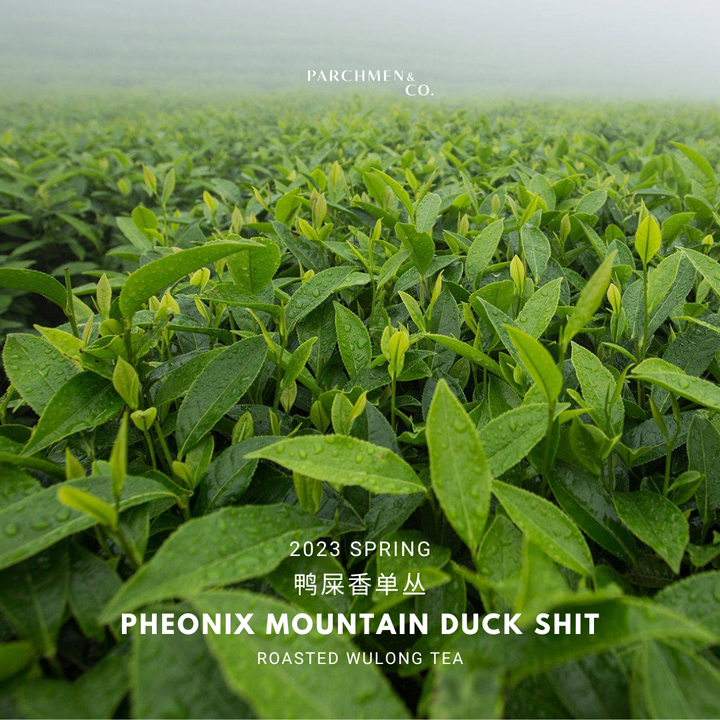2023 Spring Wudong Mountain Duck Shit Dancong 凤凰单丛鸭屎香·