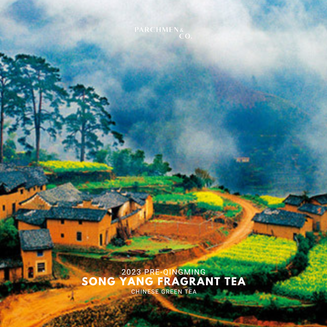 2023 Pre-Qingming Song Yang Fragrant Tea 松阳香茶