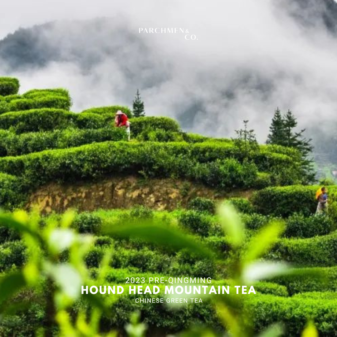 2023 Pre-Qingming Hound's Head Mountain Green Tea 狗牯脑茶