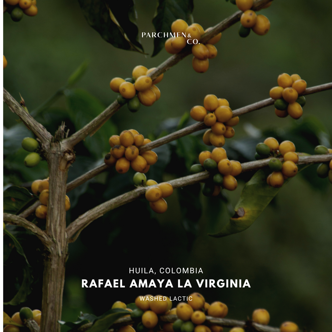 Colombia Rafael Amaya - Washed Lactic, Yellow Bourbon