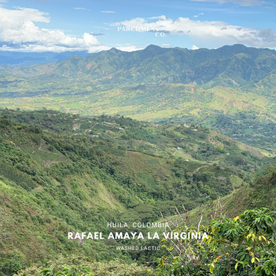 Colombia Rafael Amaya - Washed Lactic, Yellow Bourbon