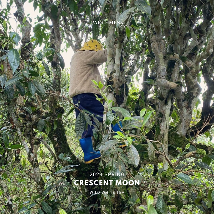 2024 Crescent Moon White Tea - Ha Giang Vietnam