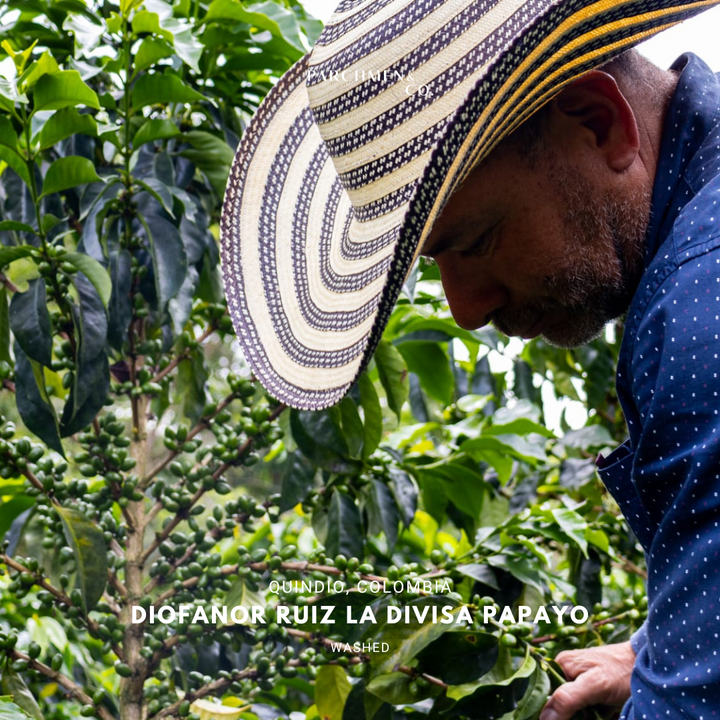 Colombia Diofanor Ruiz La Divisa Washed Papayo