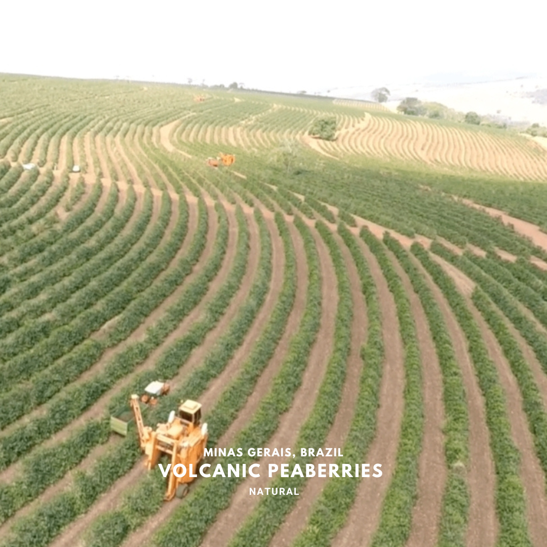 Brazil Minas Gerais Volcanic Peaberries