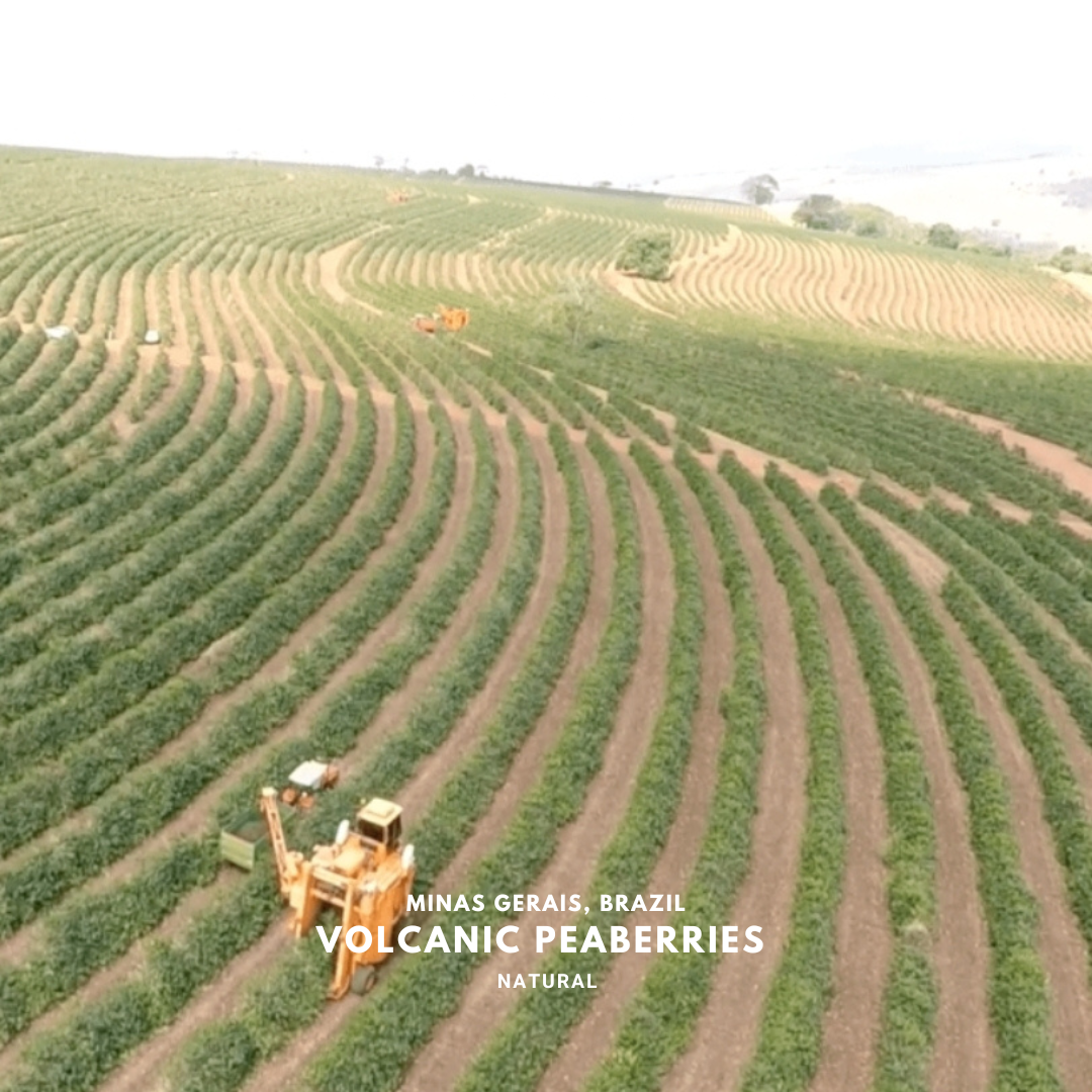 Brazil, Volcanic Peaberries Natural