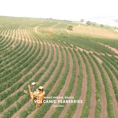 Brazil, Volcanic Peaberries Natural