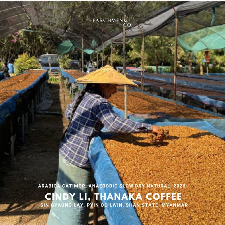 Cindy Li, Thanaka Coffee (Anaerobic Slow Dry Natural)
