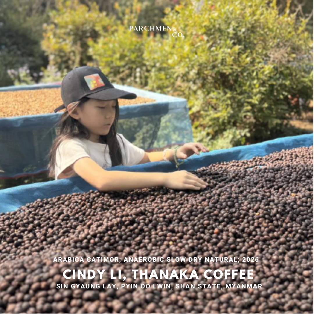 Cindy Li, Thanaka Coffee (Anaerobic Slow Dry Natural)