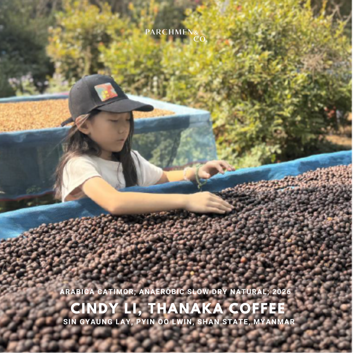 Cindy Li, Thanaka Coffee (Anaerobic Slow Dry Natural)