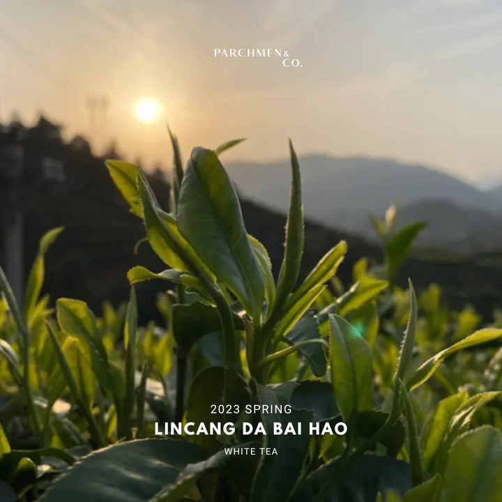 2024 Yunnan (Lincang) Da Bai Hao 'Silver Needle' 临沧大白毫