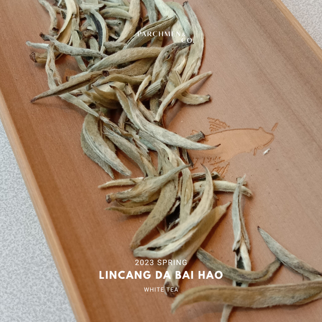 2024 Yunnan (Lincang) Da Bai Hao 'Silver Needle' 临沧大白毫