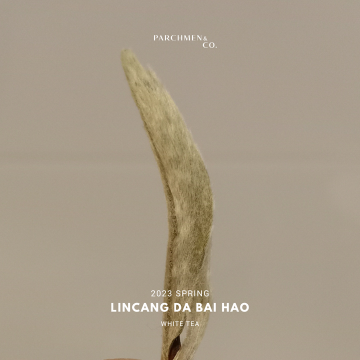 2024 Yunnan (Lincang) Da Bai Hao 'Silver Needle' 临沧大白毫