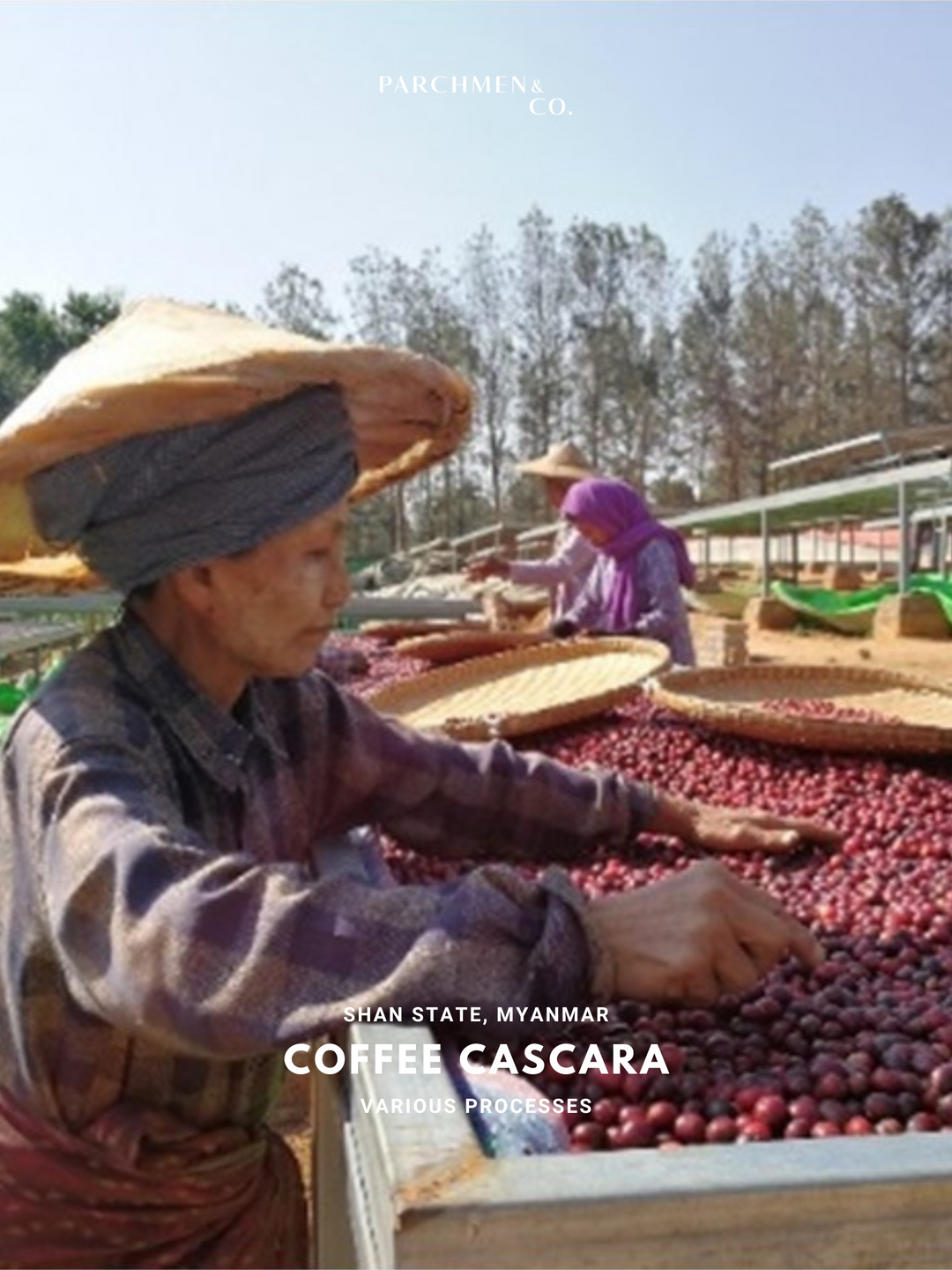 Coffee Cascara (Pulp)