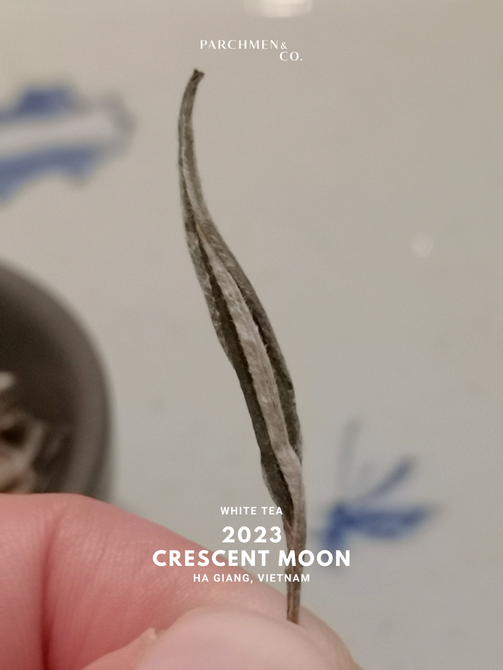 2024 Crescent Moon White Tea - Ha Giang Vietnam