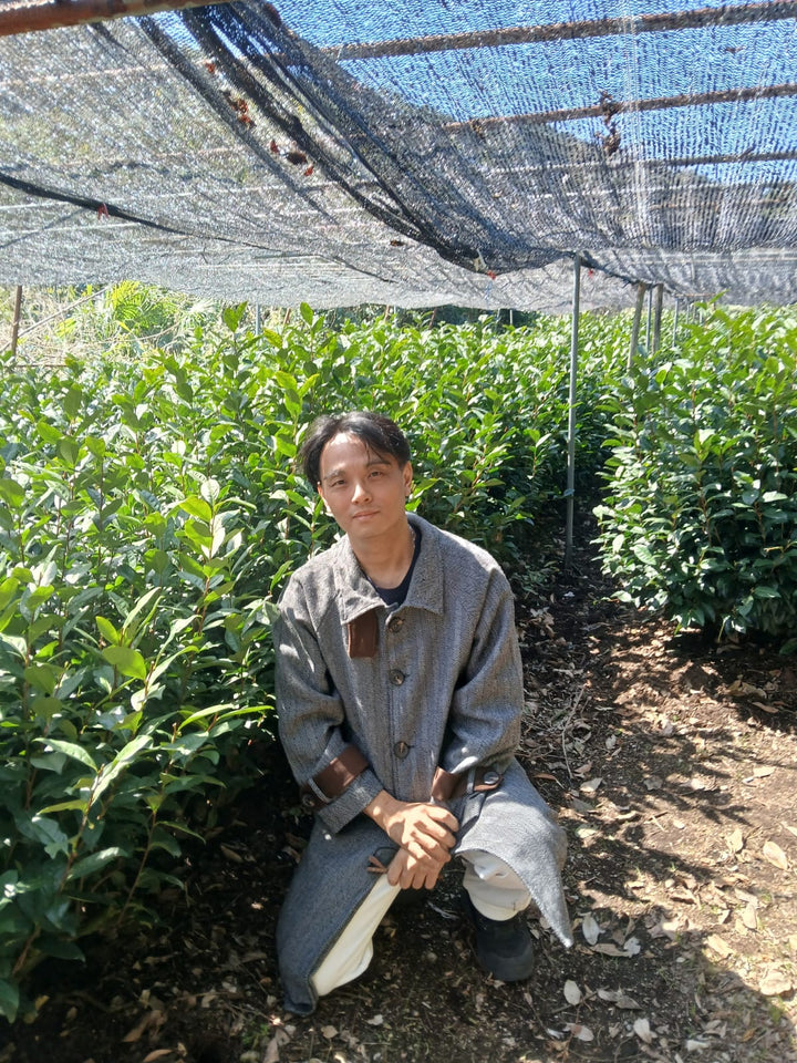 Hoshino seichaen - Ceremonial Matcha Hoshinotsuyu (星野製茶園 星の露) 40g