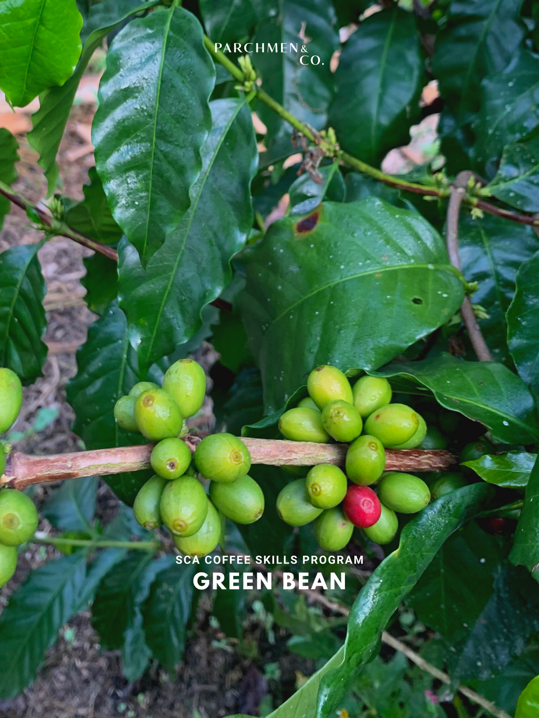 Specialty Coffee Association (SCA) Coffee Skills Program - Green Coffee