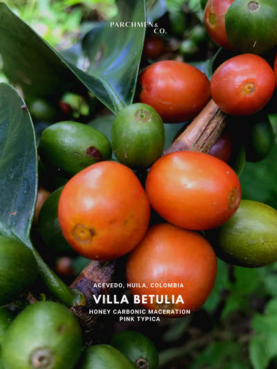 1000g - Coffee Subscription