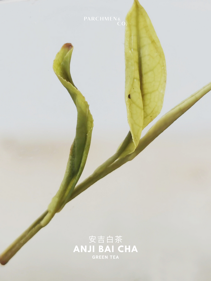 2025 Pre-Qingming Harvest Anji Bai Cha 安吉白茶