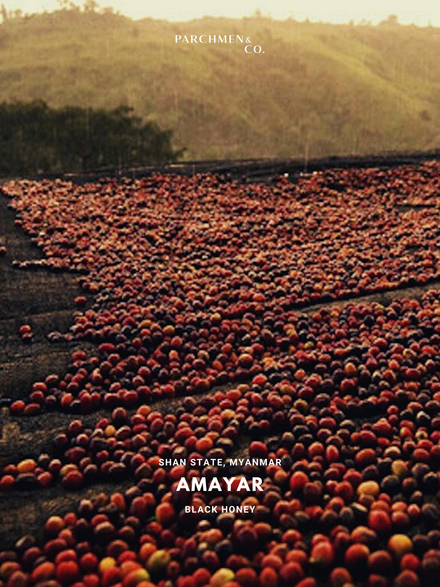 Myanmar, Amayar - Black Honey