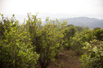 2015 Wu Liang Shan Ancient Trees Raw Pu'er 无量山古树生茶